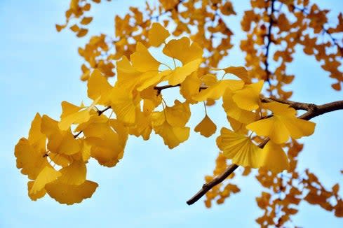 Ginkgo leaves. It’s possible ginkgo improves brain function, however more research is needed. Photo by congerdesign