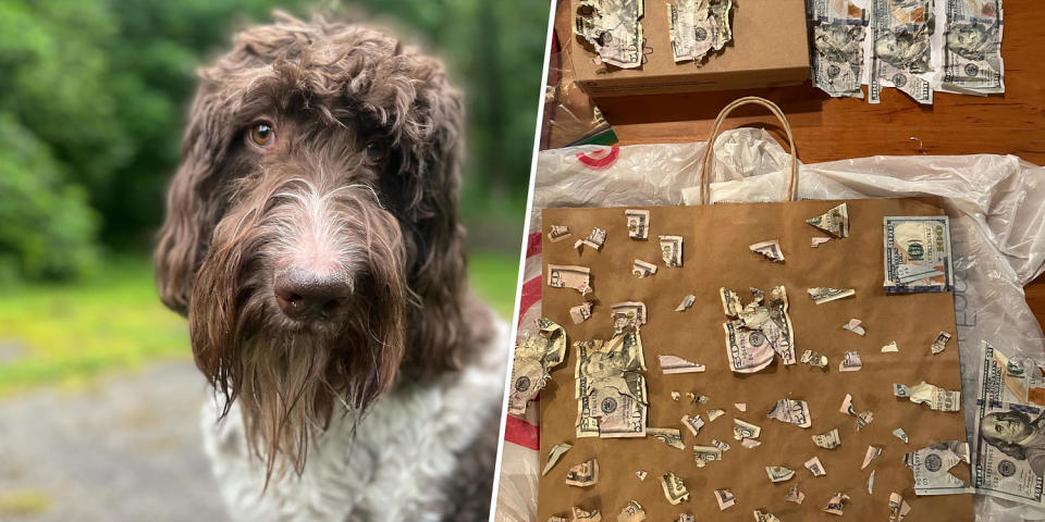 On the left, a brown and white dog with curly hair looks forlorn. On the right, a pile of shredded money sits on a paper bag. (Courtesy Carrie Law)