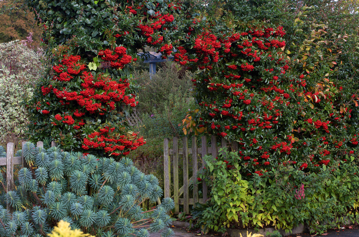 Pyracantha coccinea 'Red Column' trained over a fence with dark green evergreen leaves and red berries leigh clapp.jpg