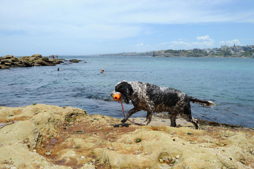 A dog cools down with a game of fetch after a swim at North Bondi in Sydney. Source: AAP