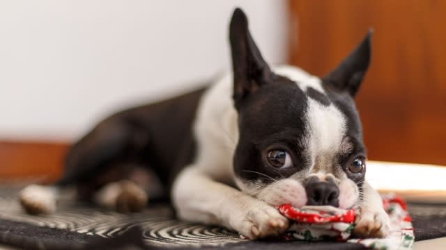 French bull dog