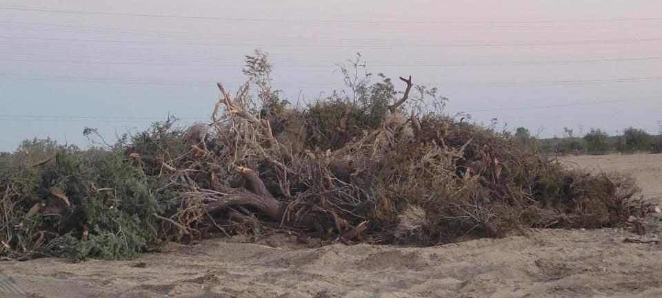 Chopped, destroyed ironwood trees on land cleared for Oberon solar project, Desert Center CA. in late 2022.