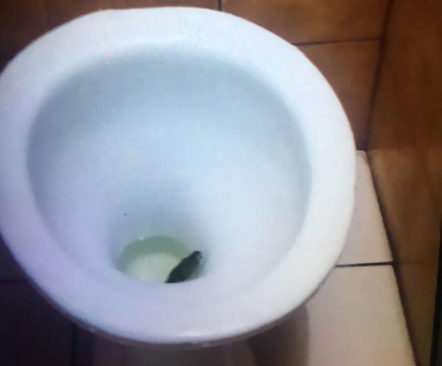 Australian woman bitten by snake in toilet - BBC News