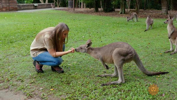 Bindi Irwin with one of the 1,200 animals at Australia Zoo.  / Credit: CBS News