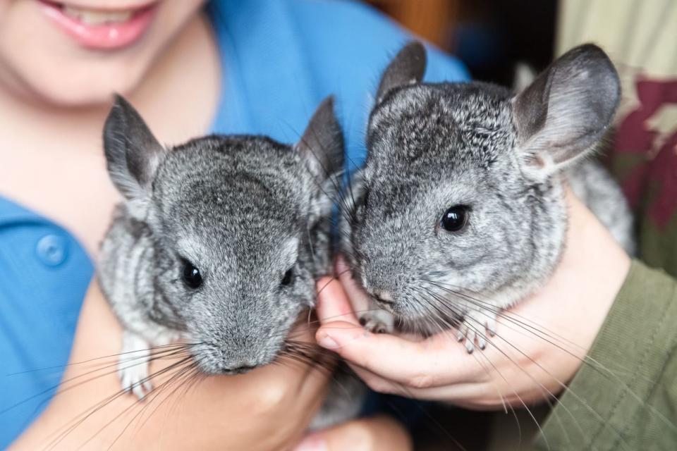 <p>Häufig ist die Frage, ob es eines oder mehrere Tiere werden sollen, schnell beantwortet. Viele wollen erst einmal nur ein Haustier. Doch bei einigen Tieren wird es dringend empfohlen, sie zu zweit oder in einer Gruppe zu halten, zum Beispiel bei Kleintieren wie Chinchillas oder Mäusen. So verhindern Sie, dass ein einzelnes Tier vor Einsamkeit krank wird oder sogar eingeht. (Bild: iStock / Icealien )</p>