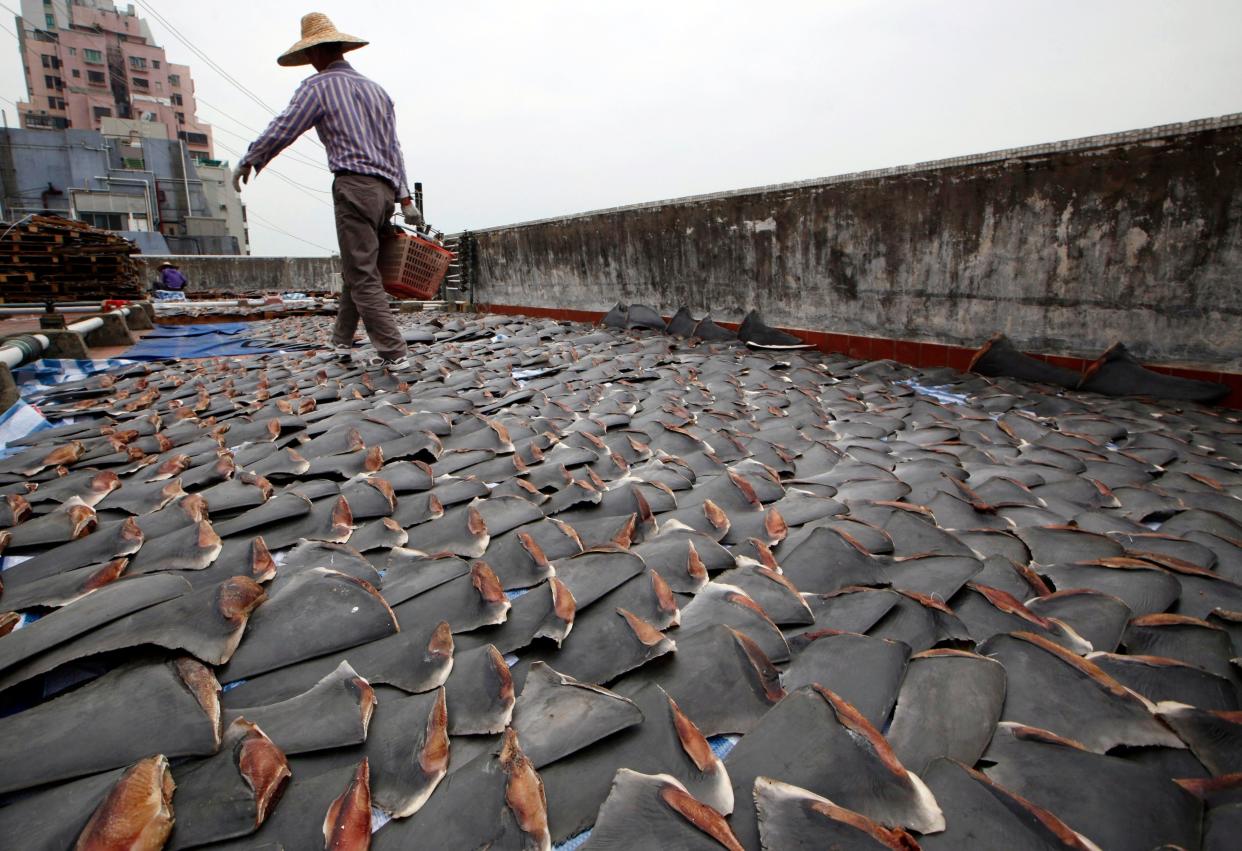 In this Jan. 3, 2013 file photo, a worker collects pieces of shark fins dried on the rooftop of a factory building in Hong Kong.