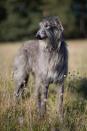 <p>Dignified Deerhounds love a good nap <em>and </em><span class="redactor-invisible-space">a good romp, with their ancestry tied to a strong hunting ability. In fact, these dogs were once so prized by by nobility that no one with a rank lower than an earl could own one. </span></p>