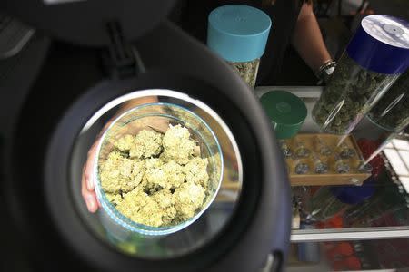 Marijuana is seen under a magnifier at the medical marijuana farmers market at the California Heritage Market in Los Angeles, California July 11, 2014. REUTERS/David McNew/File Photo