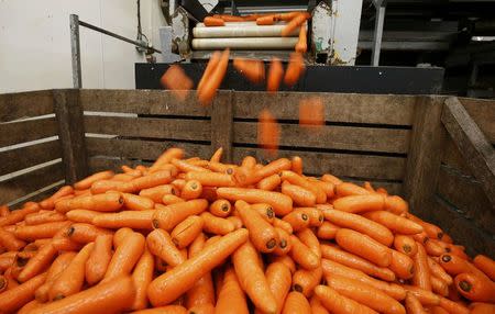 Workers sort carrots at Poskitts farm in Goole, Britain May 23, 2016. REUTERS/Andrew Yates