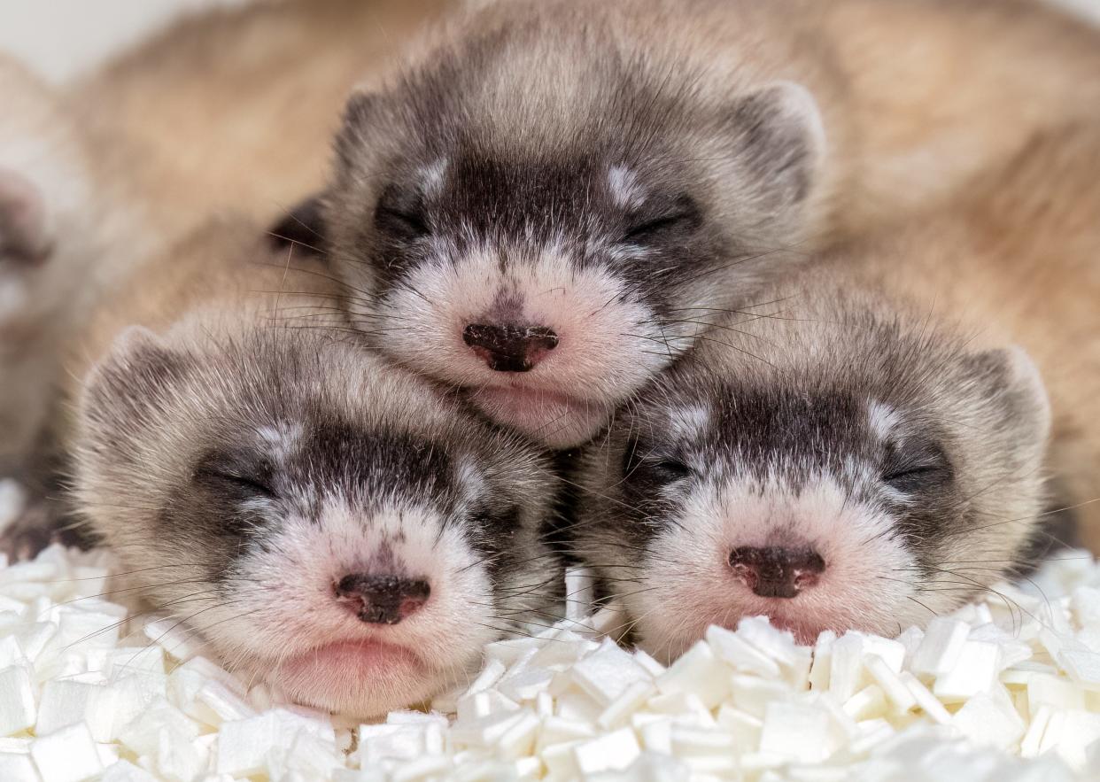 Three black-footed ferret kits from the Phoenix Zoo. They are all from mother Canneles and are three of the four still in need of a name.