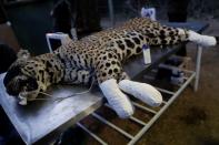 An adult male jaguar named Ousado receives treatment for burn injuries on his paws after a fire in Pantanal, at NGO Nex Institute in Corumba de Goias