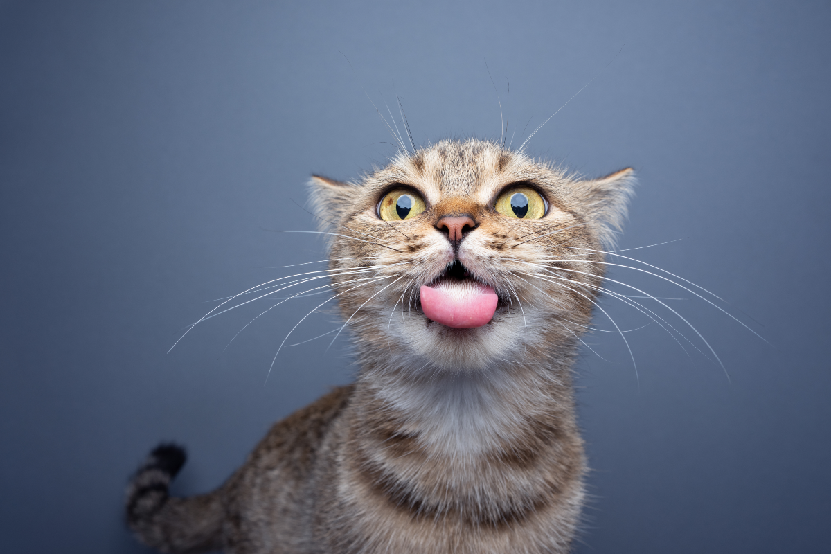 A silly cat sticking out its tongue<p>Nils Jacobi via Shutterstock</p>