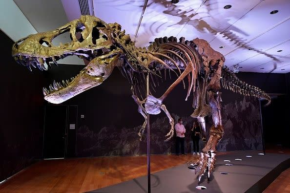 A Tyrannosaurus rex (T-Rex) skeleton, named STAN is on display during a press preview at Christie's Rockefeller Center on September 15, 2020 in New York City. - The skeleton of a 40-foot (12-meter) dinosaur nicknamed 