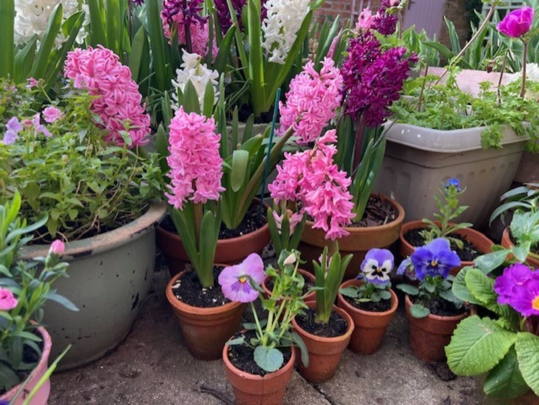 <p>Gina's Flower Garden on Instagram</p>