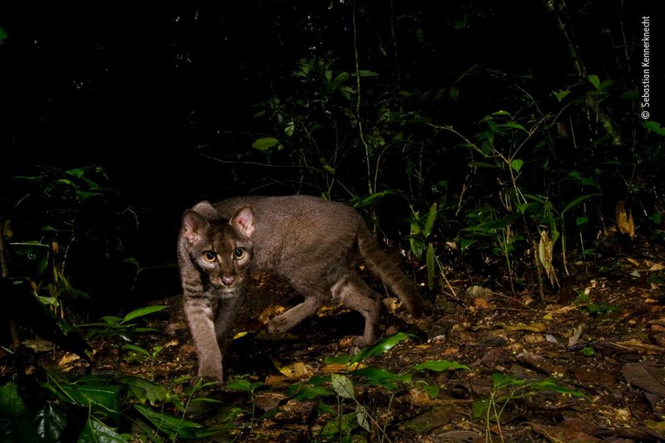 The elusive golden cat (Sebastian Kennerknecht/Wildlife Photographer of the Year)