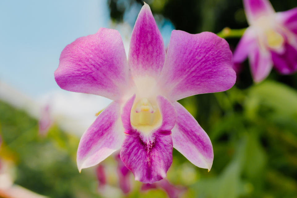 Close-up of an orchid with a blurred natural background