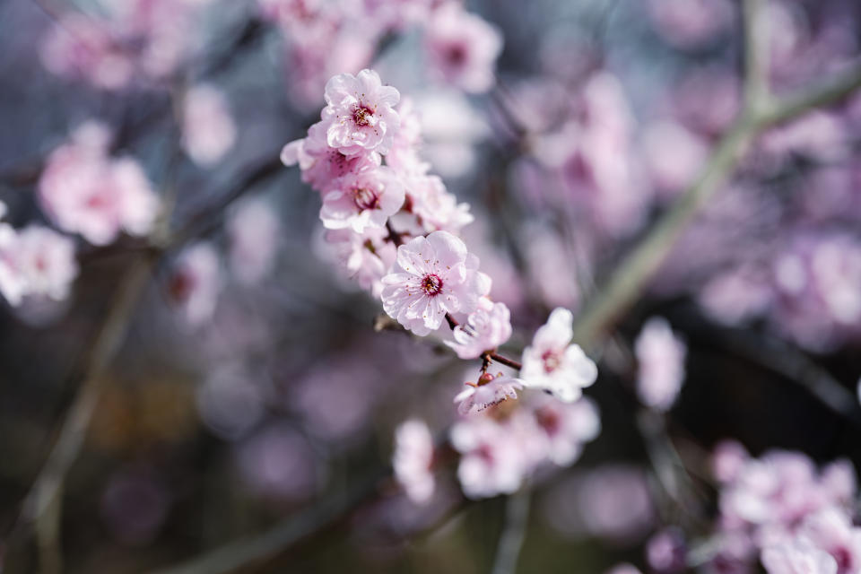 招桃花 好人緣秘訣：過年期間的桃花開運法（示意圖/Getty Image）