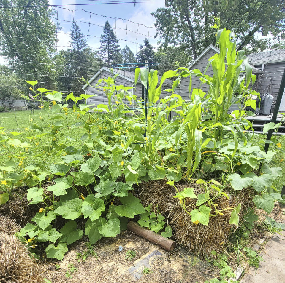 This July 2023 image provided by Adrienne Reeves shows cucumbers, corn and zucchini growing in straw bales in a garden in Livonia, Mich. (Adrienne Reeves via AP)
