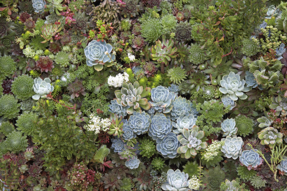 This undated publicity photo courtesy of Flora Grubb Gardens shows a close-up of a living succulent picture in San Francisco. Living pictures, cuttings of assorted succulents woven together in everything from picture frames to pallet boxes, are hot among garden designers and landscapers this spring as an easy, modern way to add color and texture to an outdoor space. (AP Photo/Flora Grubb Gardens, Caitlin Atkinson)