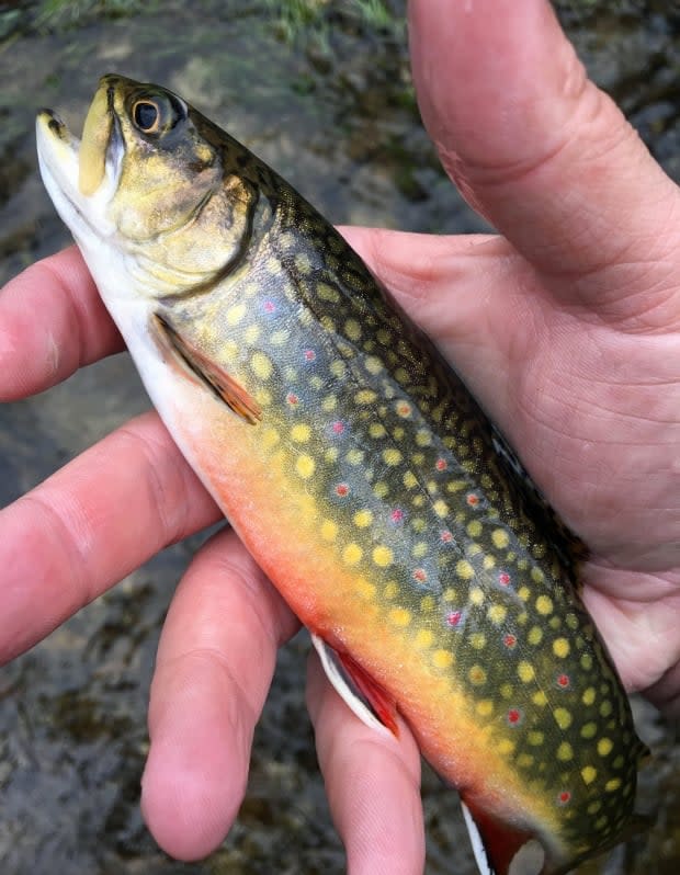 A juvenile West Credit River Brook trout. The West Credit draws anglers, especially fly fishers, from around Ontario due to its healthy population of naturally-reproducing 'brookies.'