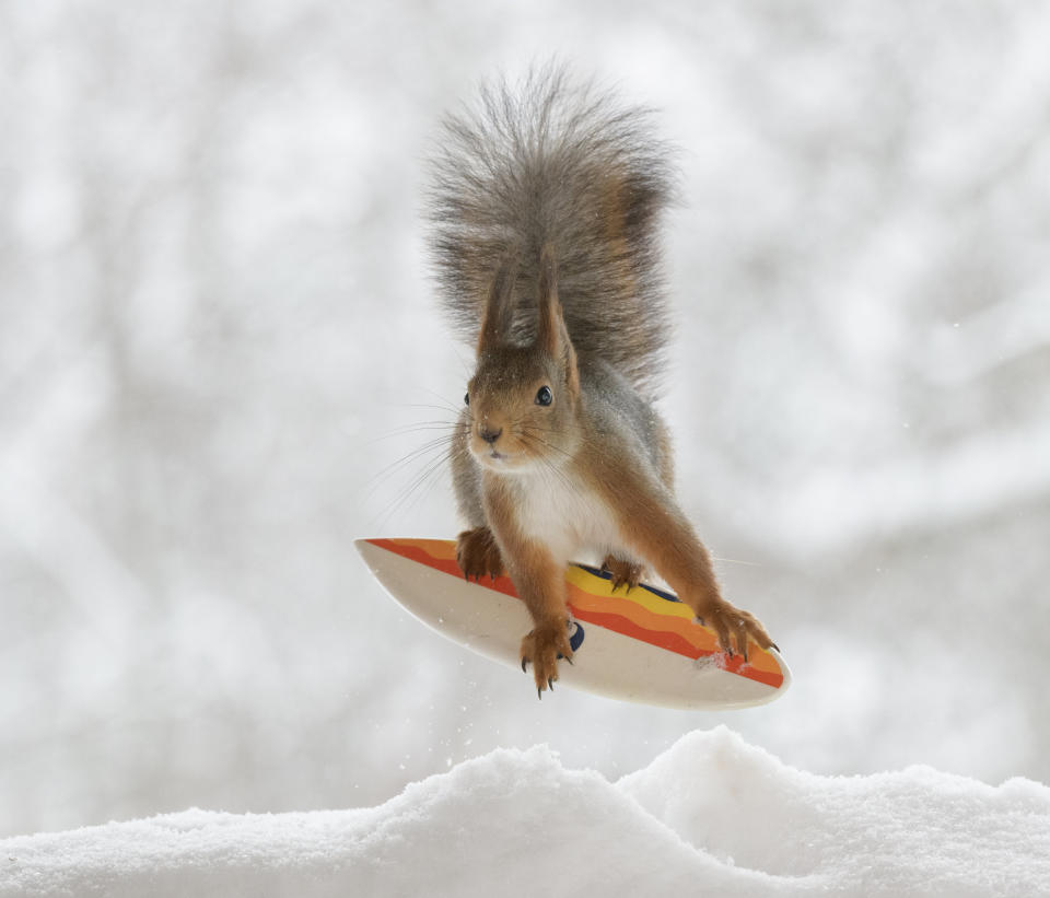 These hilarious photos show squirrels making the most of the winter weather - as they pose on miniature wooden SKIS and toy snowmobiles. The clever little red squirrels look like they are having a great time frolicking around in the snow and enjoying a winter holiday, as they appear to hover mid-air on their wooden skis and tiny toy vehicles. And the animals are rewarded for their sporting endeavours with snacks - as photographer Geert Weggen hides nuts on or nearby all of his props to encourage the squirrels to be part of the festive scene.