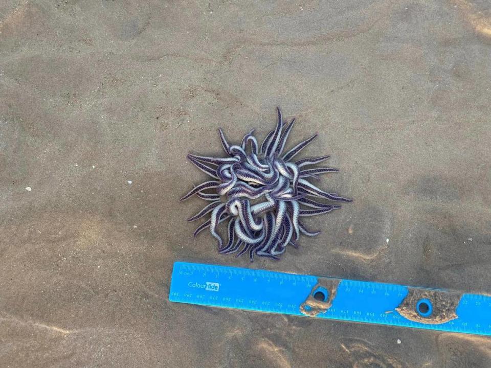 The Dofleinia armata, or armed anemone, spotted in Broome.