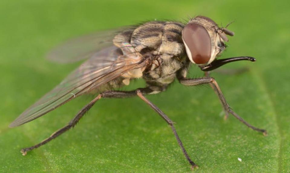 Stable flies have been biting people on Myrtle Beach sands this fall. Photo from the University of Florida. Lyle Buss/Eleanor Nash