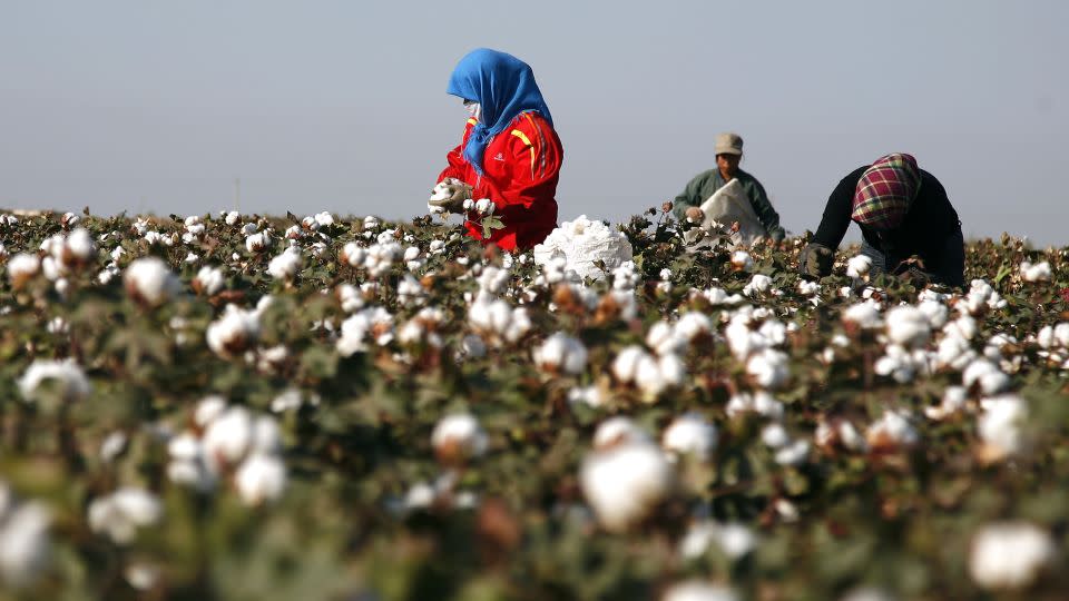 People harvesting cotton at a field in Hami, in China's far west Xinjiang region, in 2011 - Stringer/AFP/AFP/Getty Images