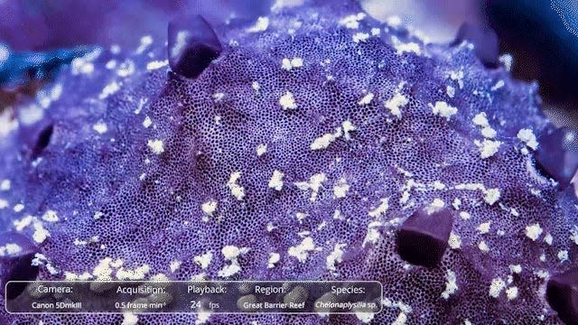 Time-lapse footage of the Indo-Pacific sponge Chelonaplysilla sp. sneezing.