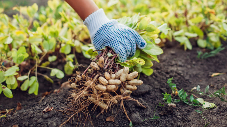 hand harvesting peanuts