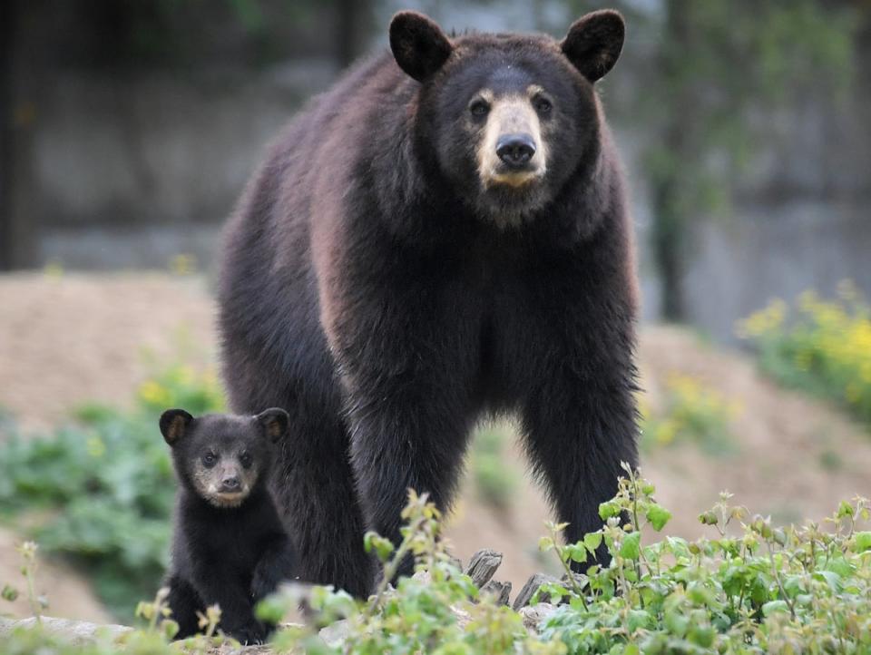 British Columbia is home to an estimated 120,000 to 160,000 black bears, which is about one quarter of all black bears in Canada (AFP via Getty Images)