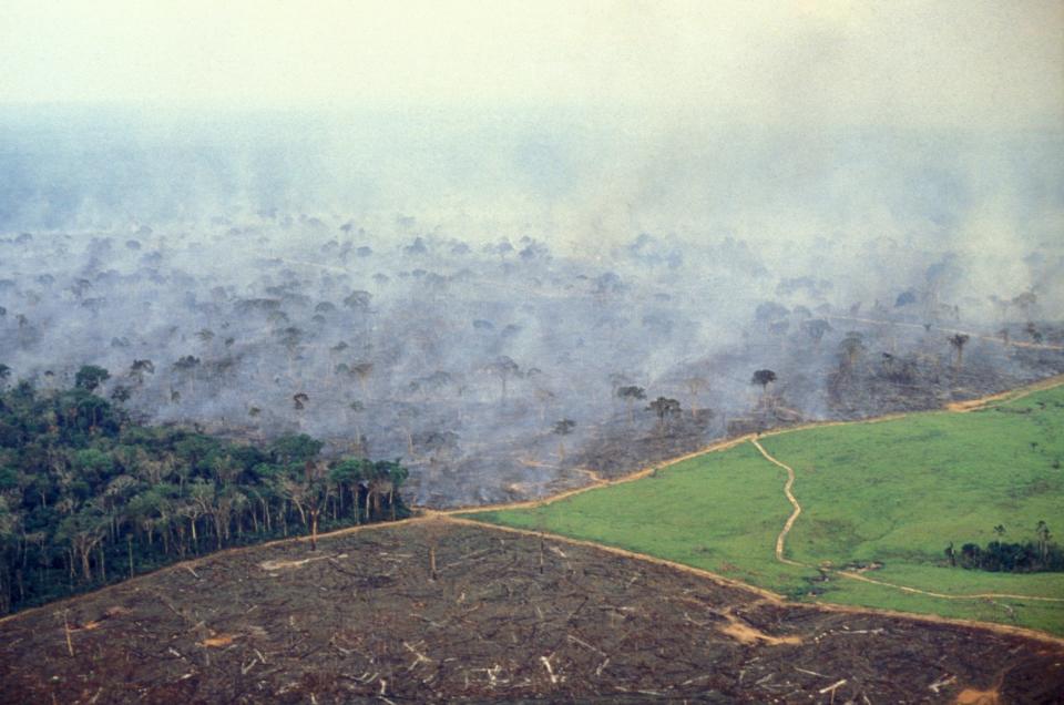 brazil amazon fire deforestation