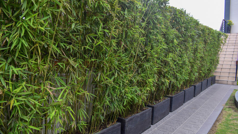 Dragon head bamboo planted in containers along a pathway