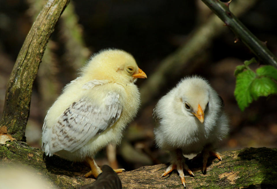 Dozy chicks!