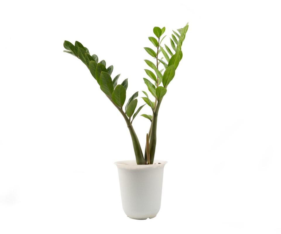 9) ZZ Plant