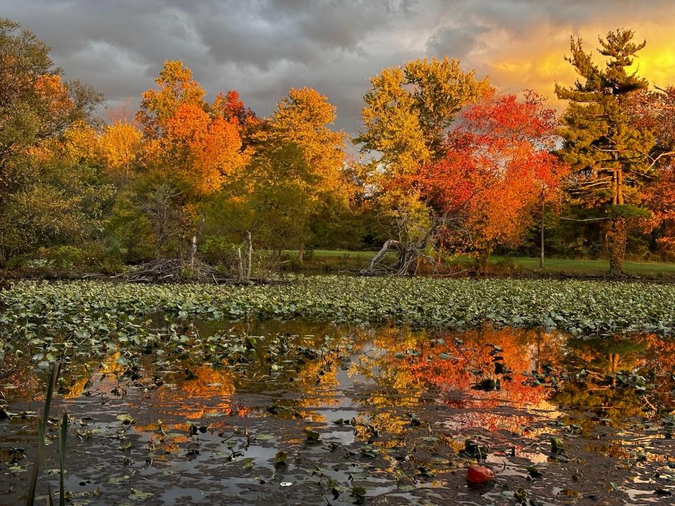 The sunsets at Silve Lake Nature Center in Bristol Township, lighting up the fall foilage on Wednesday, Oct. 18, 2023. Leaves around Pennsylvania are at or appraoching their best color for the season.