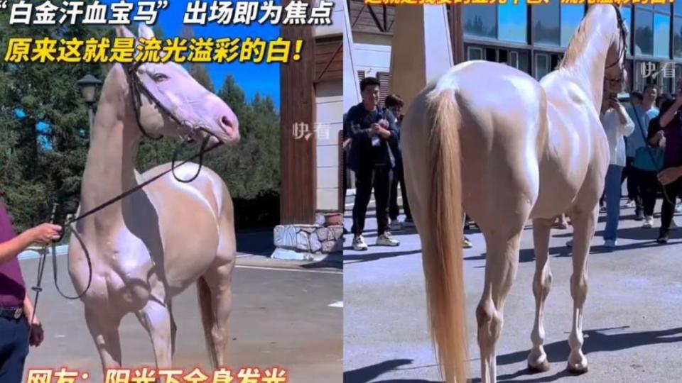 李男飼養了一匹汗血寶馬，其毛髮猶如鑽石般閃閃發亮。（圖／翻攝自微博）