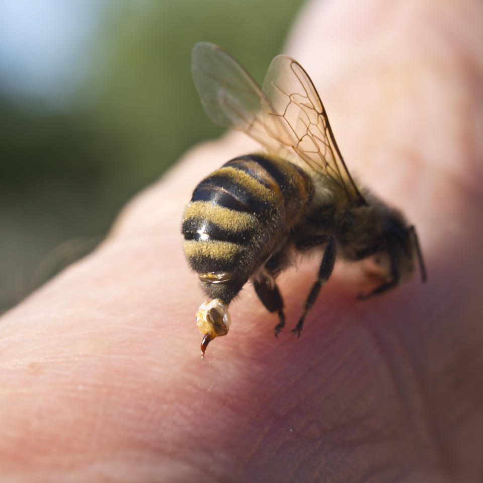 To protect bee uses the poison that admits into body of aggressor with a thin sting.