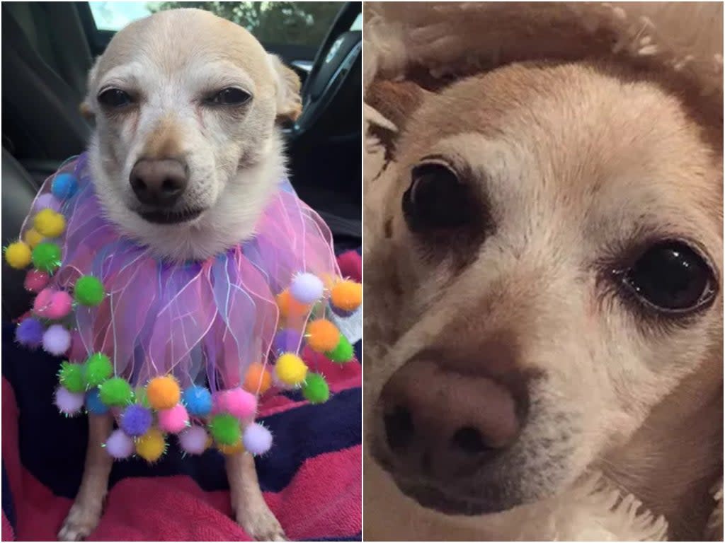 TobyKeith, a 21-year-old chihuahua, has been declared the world’s oldest living dog (Gisele Shore)