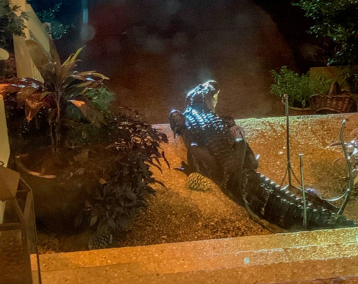 A large alligator made its way to the top of Paul and Marci Parrick’s front porch in the early morning hours of Aug. 19, 2022, on Hilton Head Island in Port Royal Plantation.