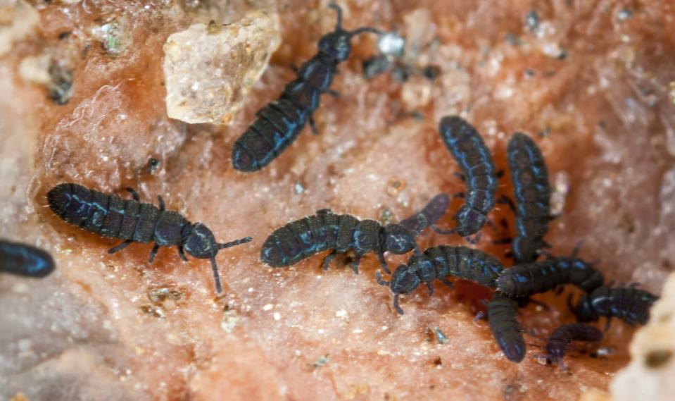 The springtail <em>Cryptopygus sverdrupi</em> is one of many species found in Antarctic ice-free locations. This species is from Dronning Maud Land, and survives on the numerous nunataks that stick out of the ice cap that covers the Antarctic continent. Cyrille D'Haese