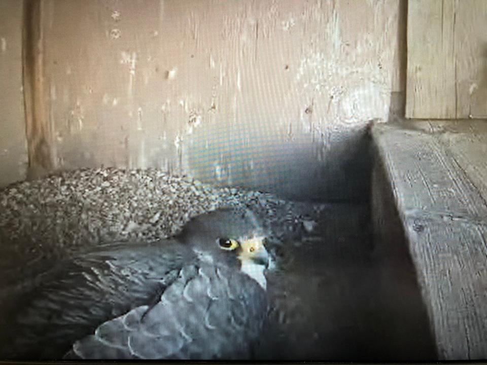 A peregrine falcon adult sits on the five eggs in the nest box in downtown South Bend on April 13, 2023.