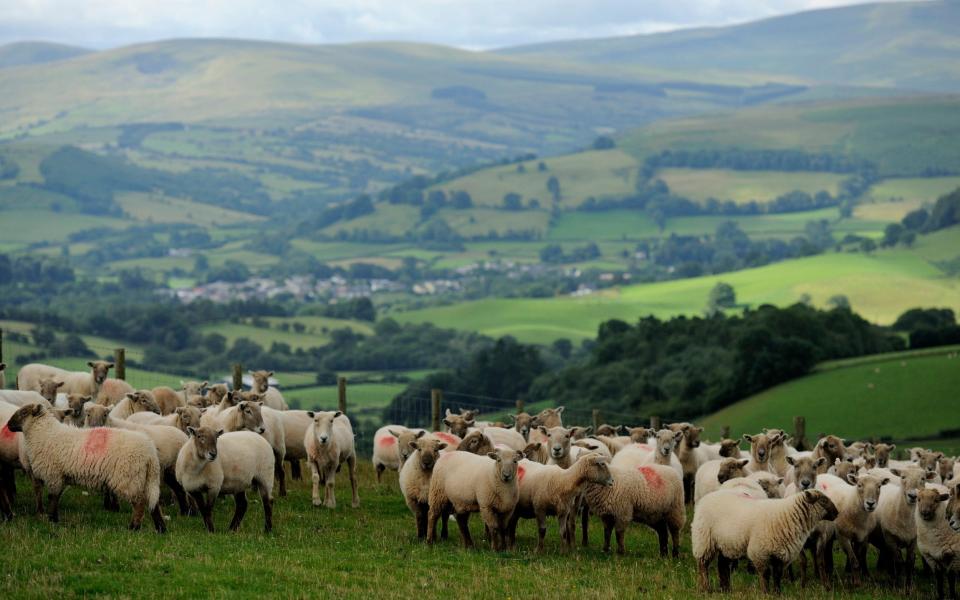 Aldi and Lidl spend big in battle for ‘hearts and minds’ of British farmers - Jim Richardson