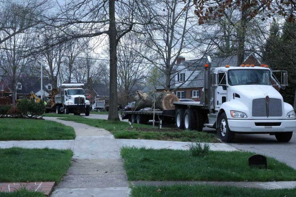 A large three trunk is ready for hauling away April 3, 2024 on Louisiana Ave. during clean up following the severe storms that swept over Lexington, Ky. Tasha Poullard/tpoullard@herald-leader.com