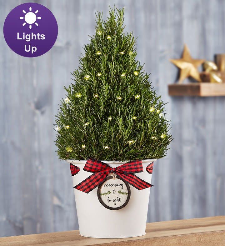 5) Merry and Bright Rosemary Tree