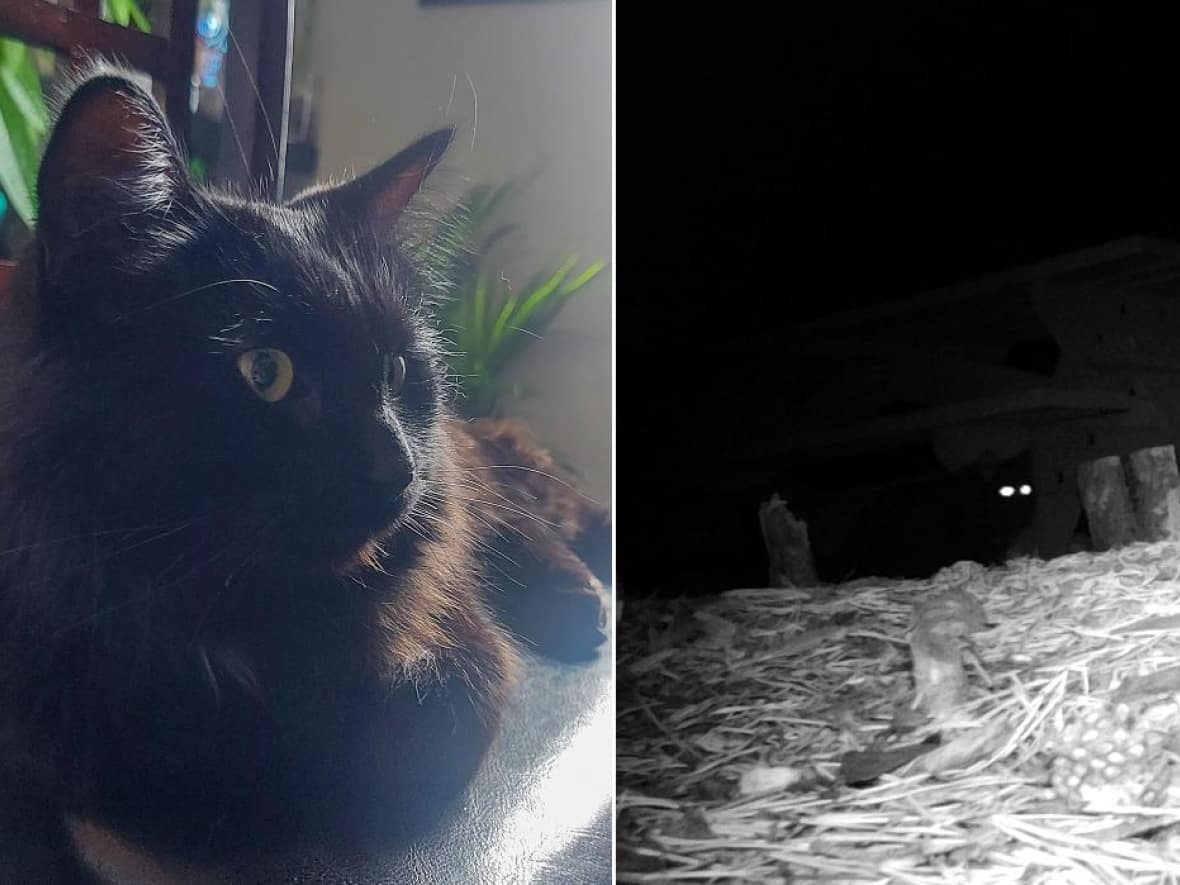 Gustophe the cat, left, had quite the adventure over the past two months after getting loose while on a camping trip in Kananaskis Country. The photo on the right is a Stealth Cam image of the beloved family pet under a picnic table. (Submitted by Jody Hudey - image credit)