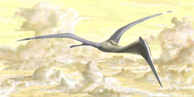 The largest pterosaurs have not been grounded yet