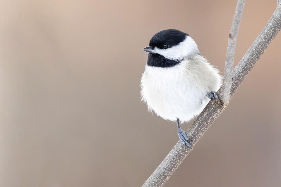 In this photo supplied by Macaulay Library/Cornell Lab of Ornithology, a chickadee sits on a branch. Chickadees are fond of black oil sunflower seeds; loading up a clean, carefully-positioned backyard feeder will attract many of them. (Brad Imhoff/Macaulay Library/Cornell Lab of Ornithology via AP)