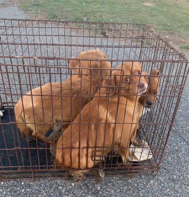 Three dogs in a cage are among the 48 animals rescued and at least another 40 found dead in a pickup truck in Hampton Monday, April 10, 2023.