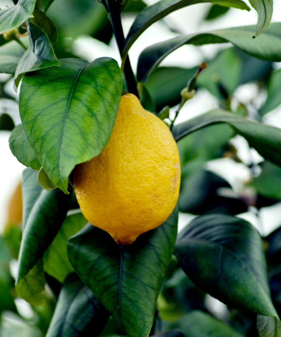 ripe lemon growing on a tree